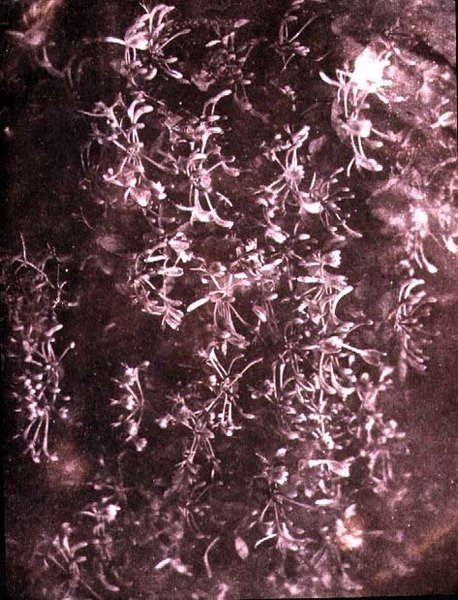 Wiciokrzew, czerwiec 1840 (zdjęcie w sepii) autorstwa William Henry Fox Talbot