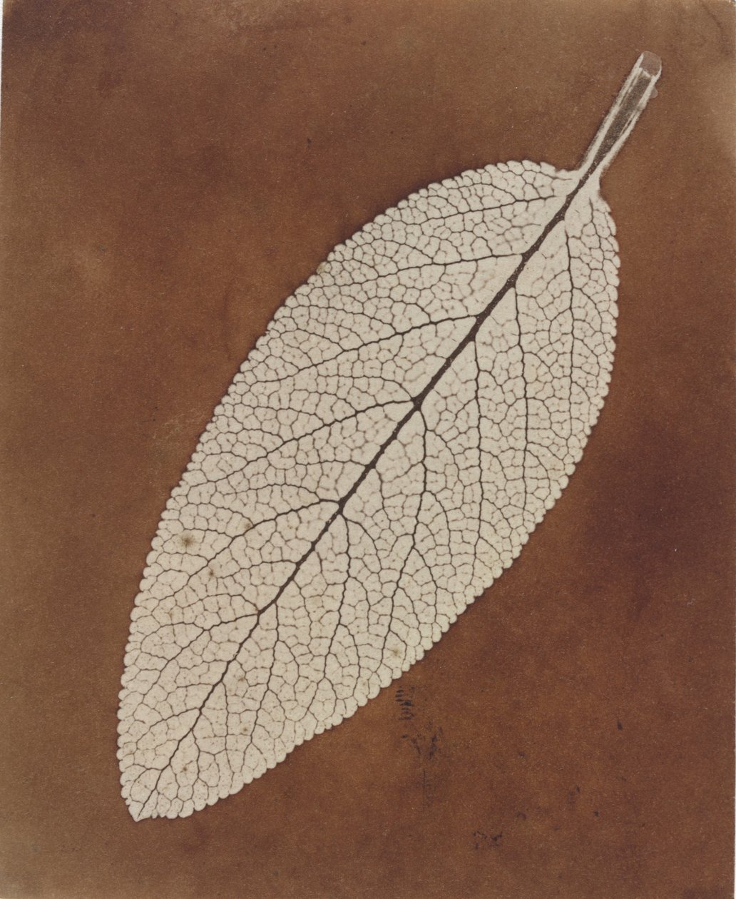 Badanie liści autorstwa William Henry Fox Talbot