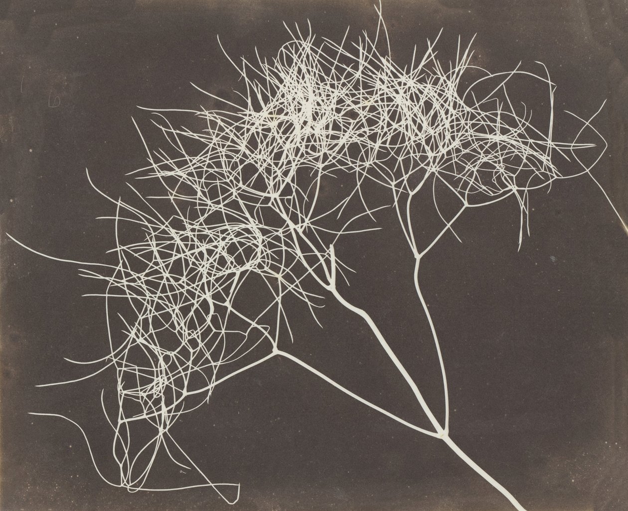 [Dziki Koper], 1841-42. autorstwa William Henry Fox Talbot