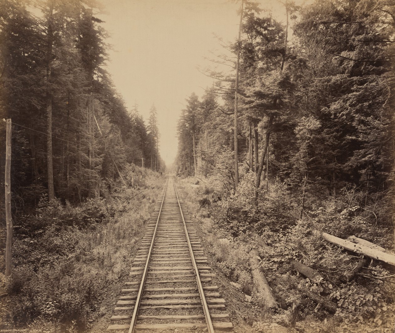 Hemlock Forest, ok. 1895 (zdjęcie) autorstwa William Herman Rau