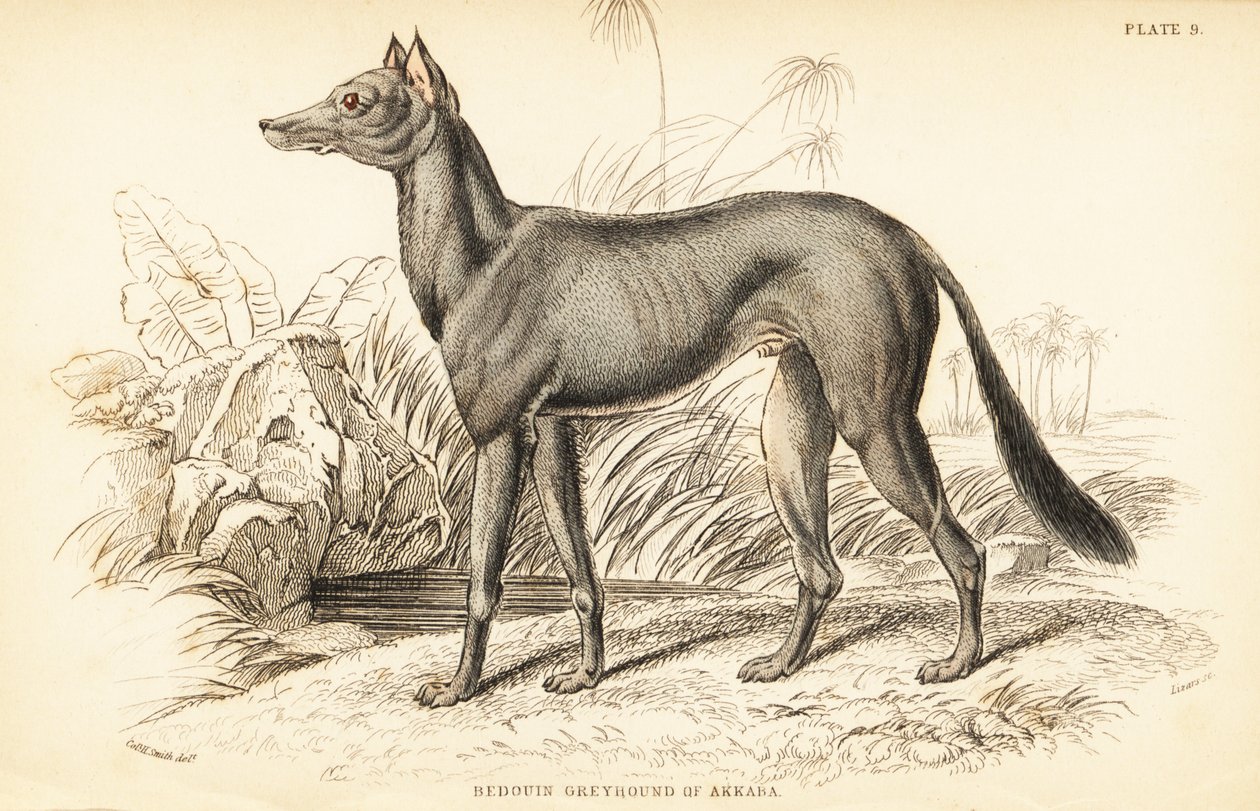 Chart arabski , Canis lupus familiaris autorstwa William Home Lizars