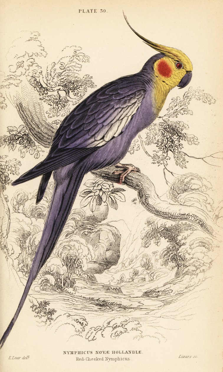 Nimfa , Nymphicus hollandicus autorstwa William Home Lizars