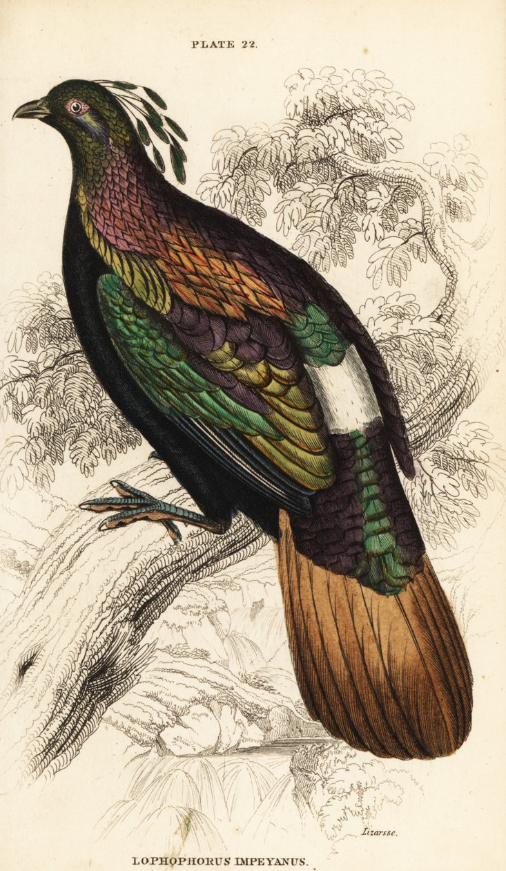 Monal himalajski, samiec, Lophophorus impejanus autorstwa William Home Lizars