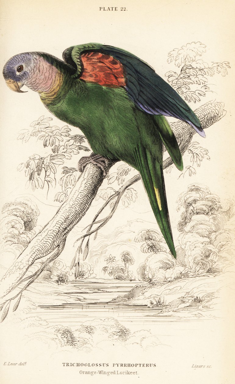 Amazonka pomarańczowoskrzydła, Amazona amazonica autorstwa William Home Lizars