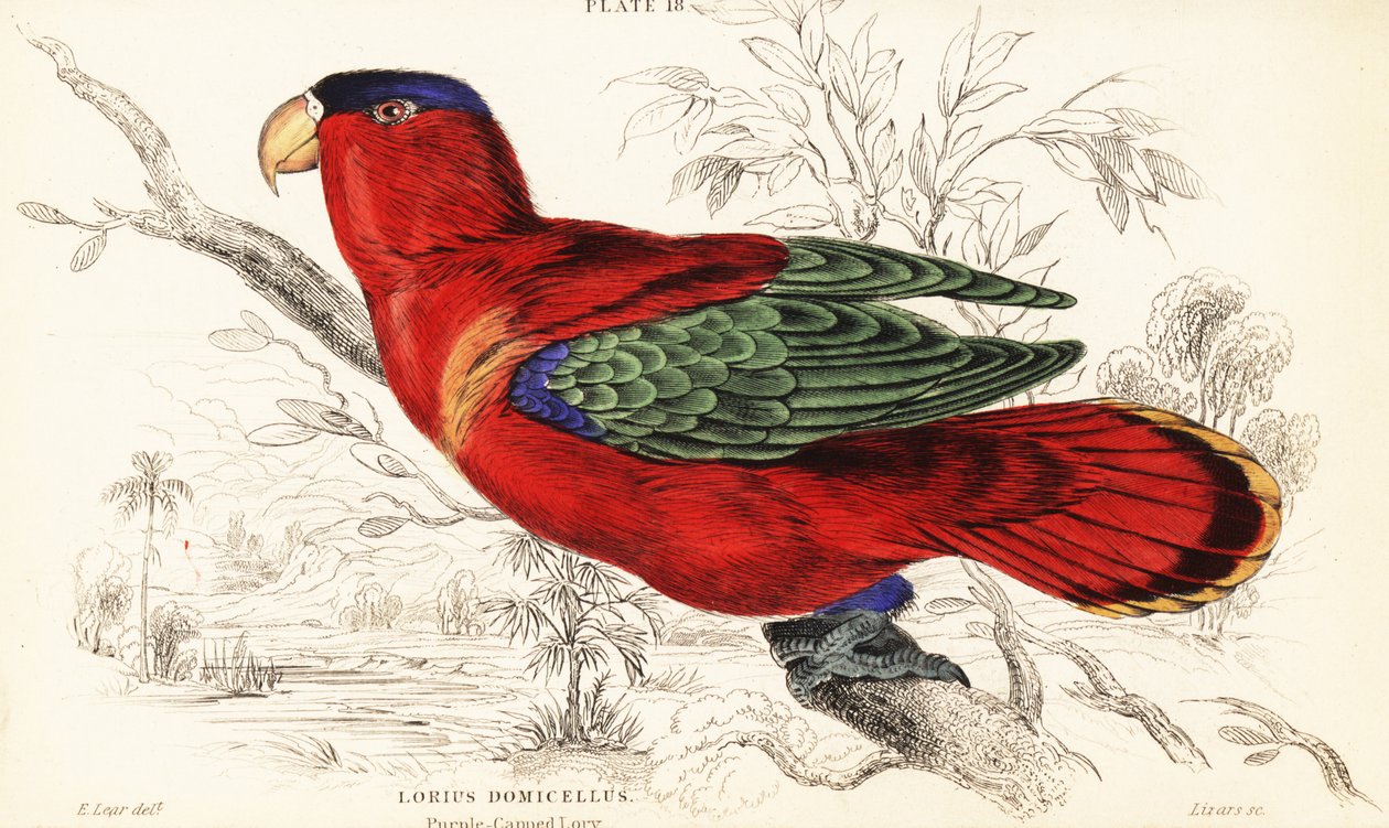 Lorius domicella autorstwa William Home Lizars