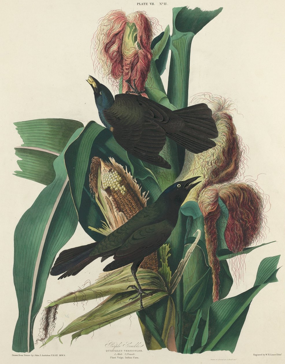 Fioletowy Grackle, 1827. autorstwa William Home Lizars