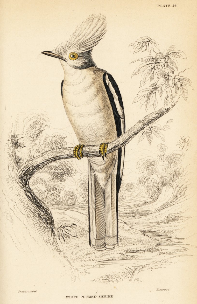 Biała grzywiasta dzierzba hełmowa , Prionops plumatus autorstwa William Home Lizars