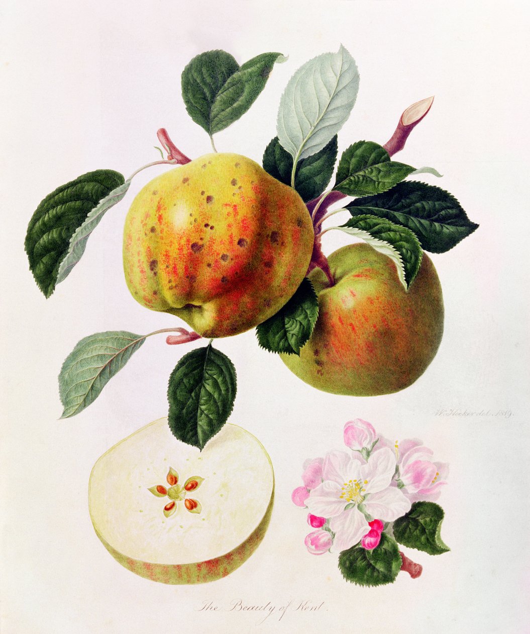 The Beauty of Kent, 1819 autorstwa William Hooker
