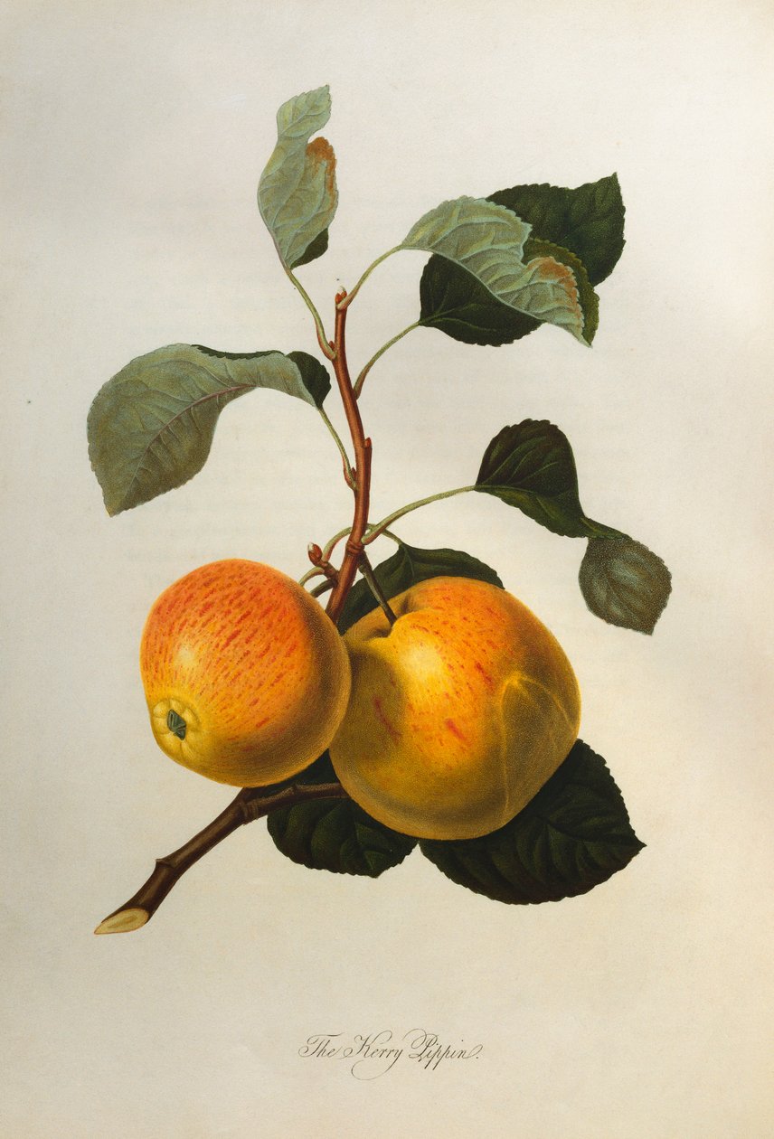 Kerry Pippin, z „Pomona Londinensis”, 1818 autorstwa William Hooker