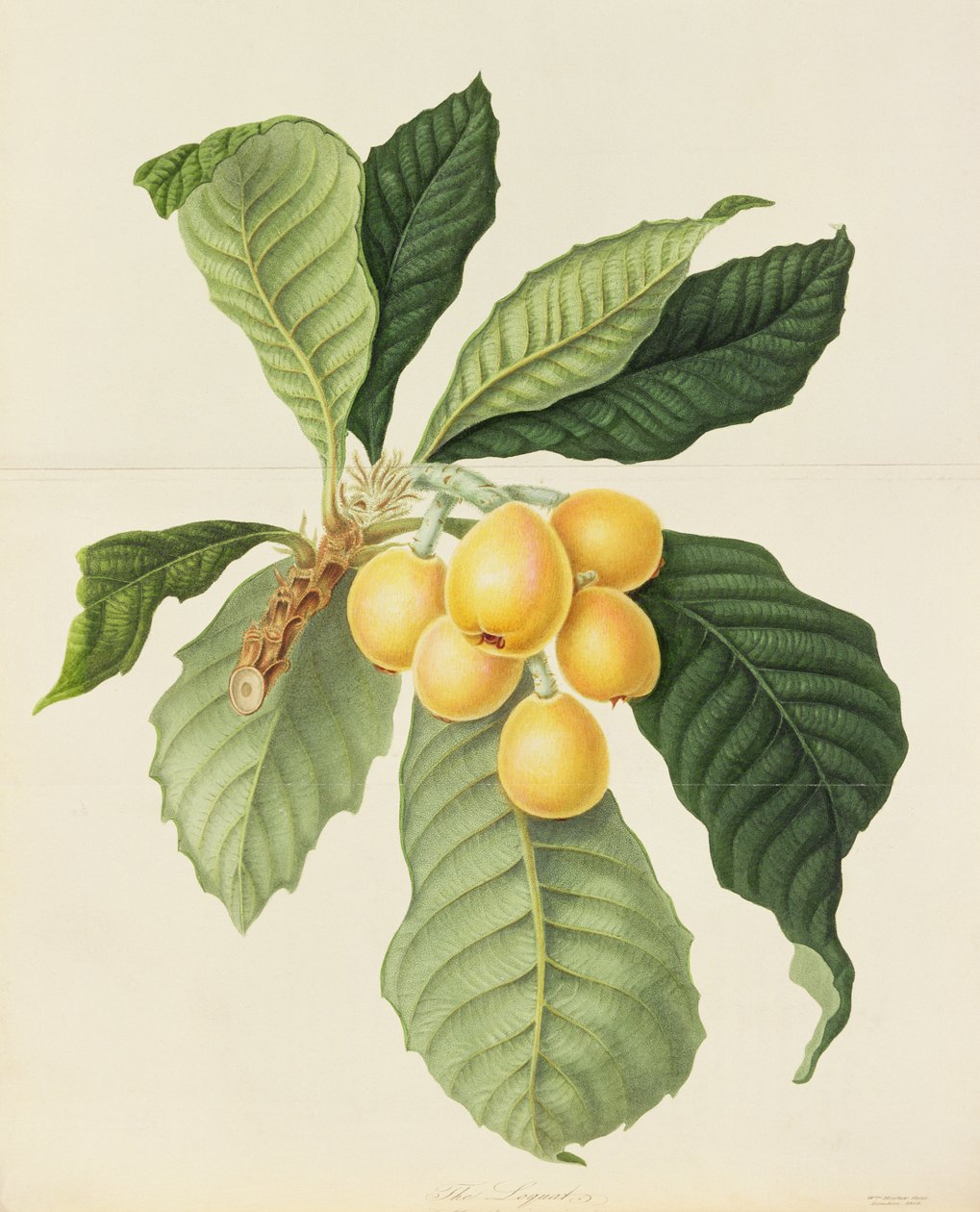 Lokwat autorstwa William Hooker