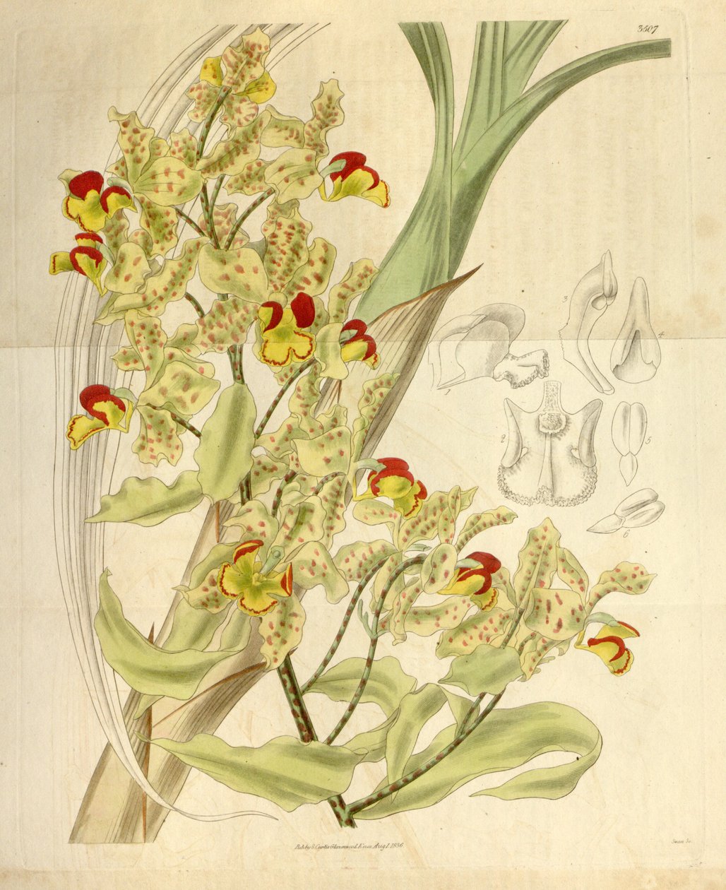 Cyrtopodium punctatum autorstwa William Jackson Hooker