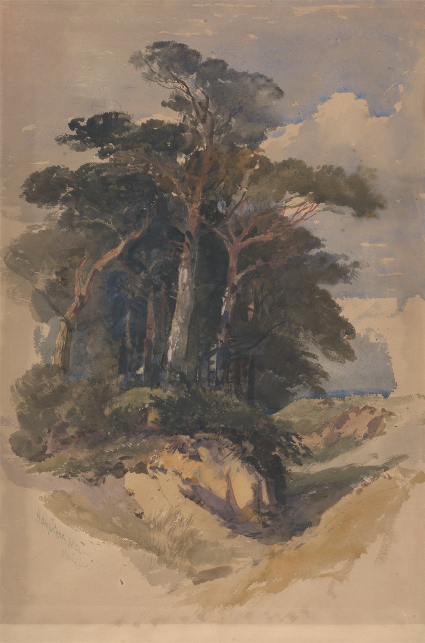 Sosny na Hampstead Heath autorstwa William James Muller