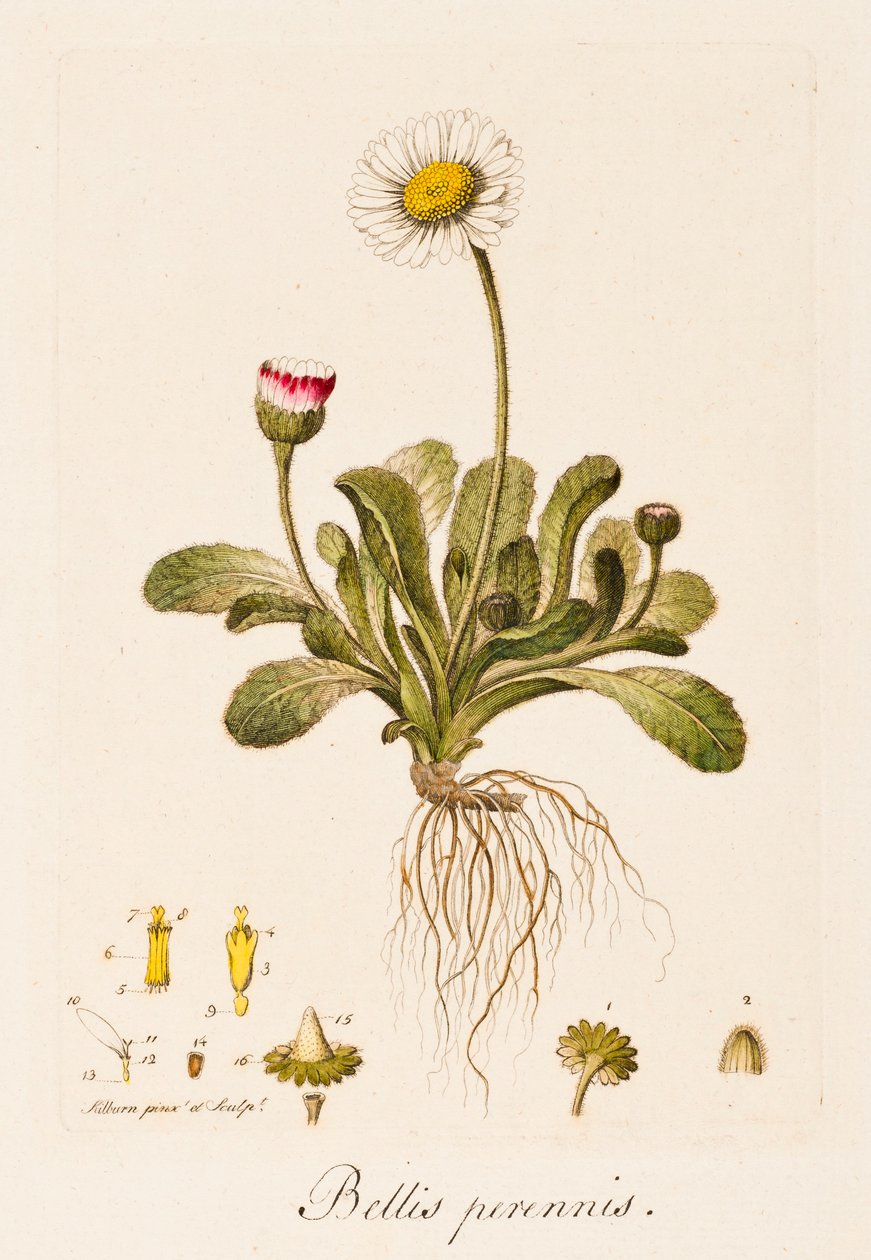 Odwieczne wojny, Daisy, c1770-1790. autorstwa William Kilburn