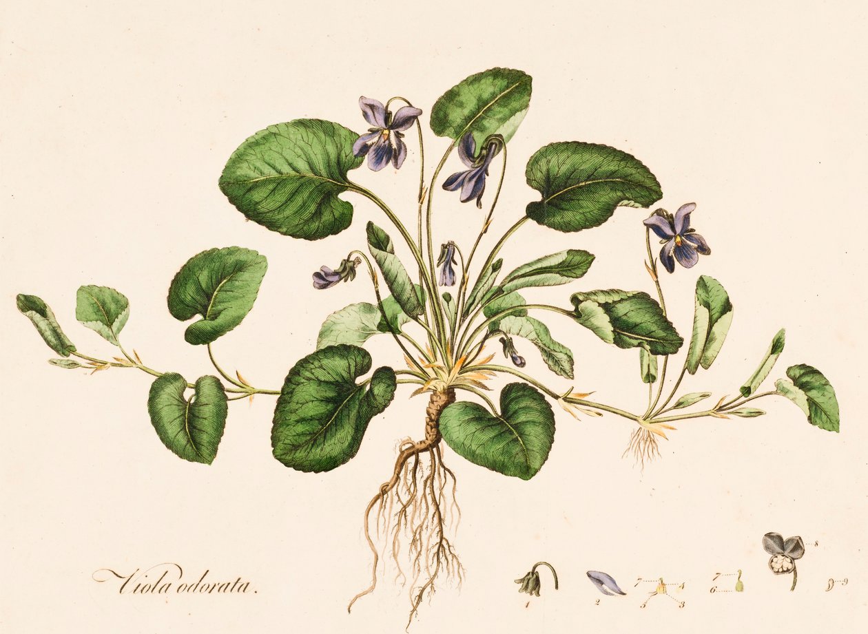 Słodki fiołek, c1770-1790. autorstwa William Kilburn