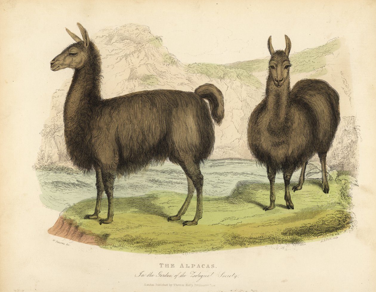 alpaki, pacos wikunii. autorstwa William Smellie