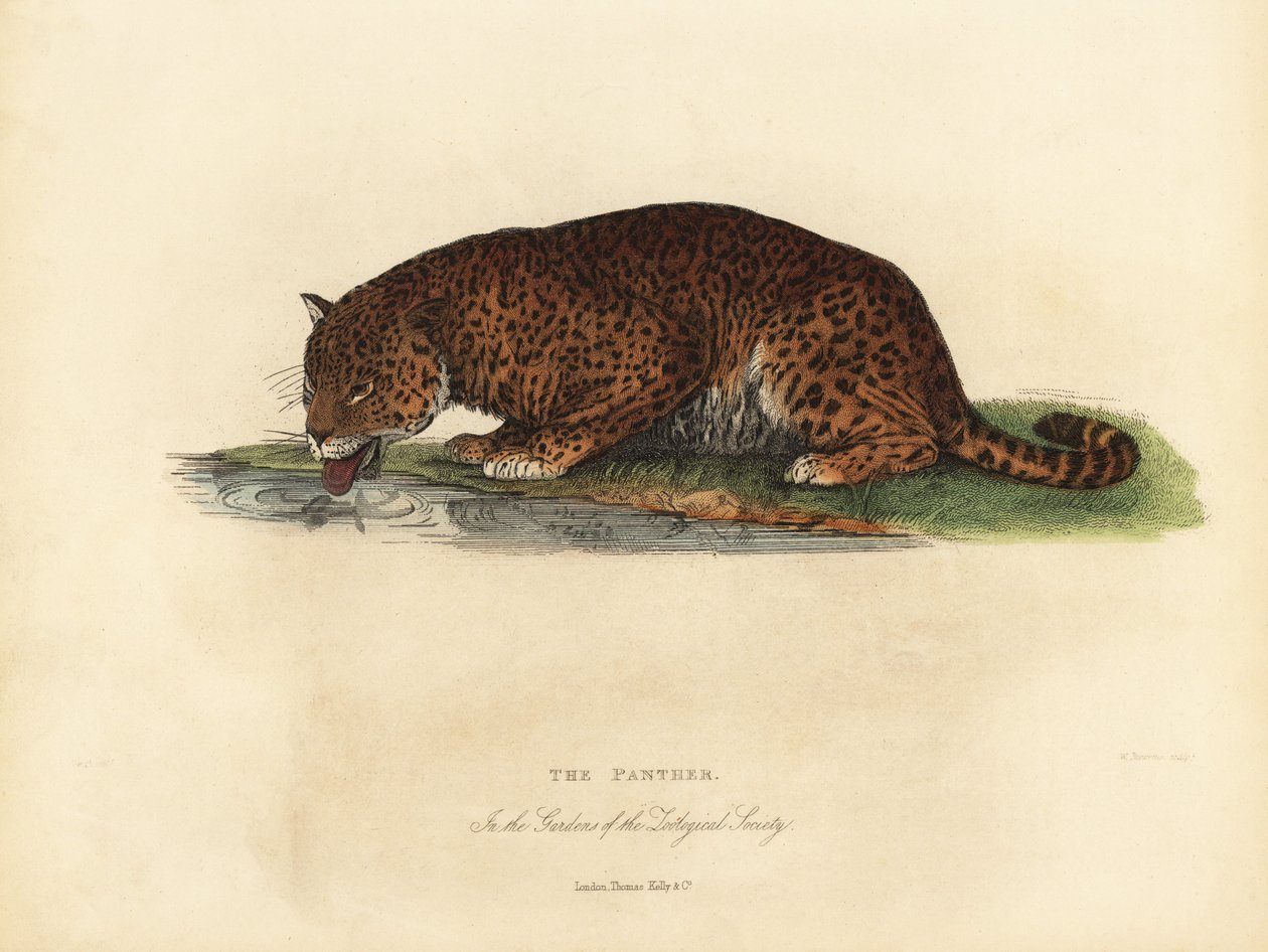 Pantera, Panthera pardus i Panthera onca. autorstwa William Smellie