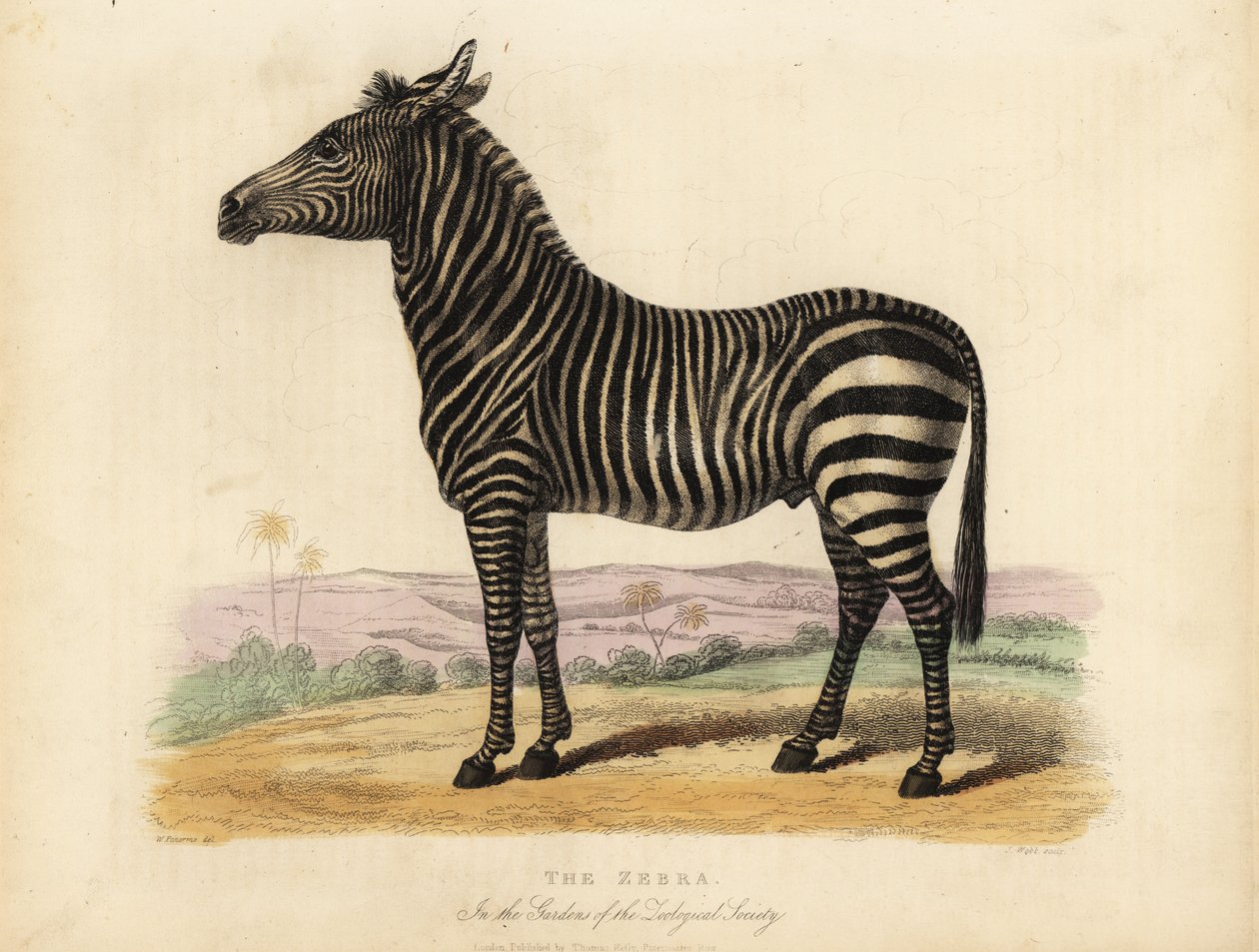 Zebra równinna, Equus quagga. autorstwa William Smellie