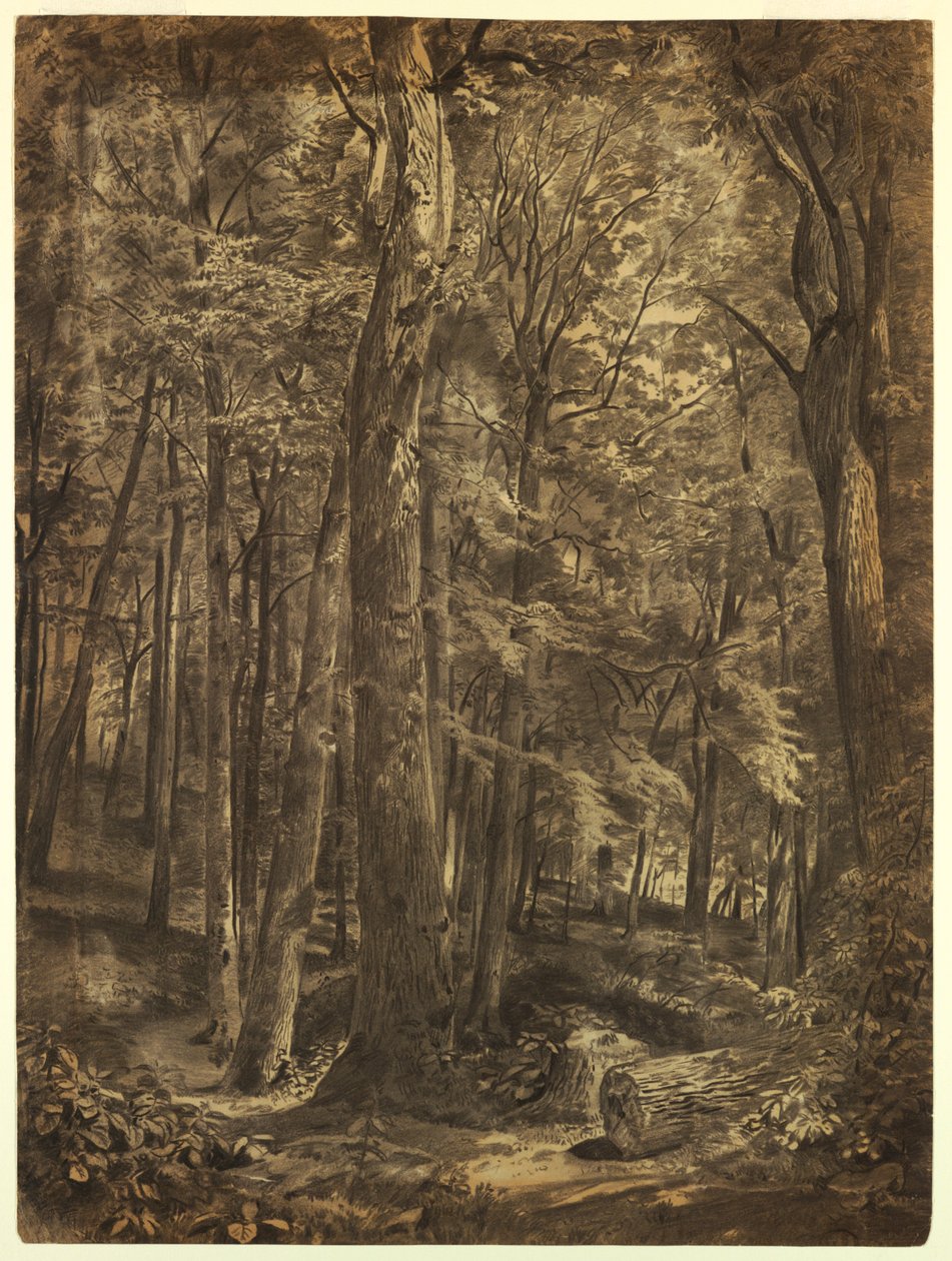 Studium do „June Woods” autorstwa William Trost Richards