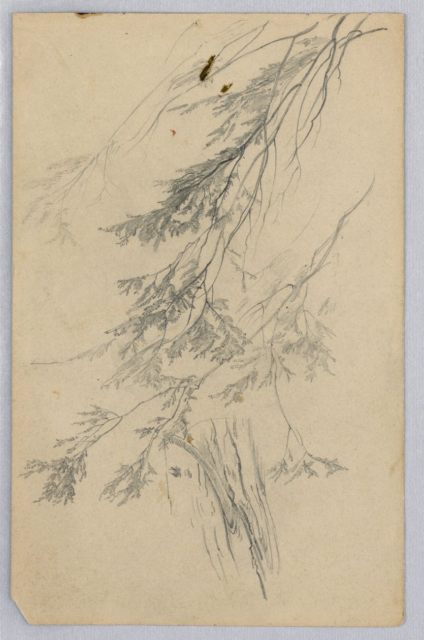 Badanie liści autorstwa William Trost Richards