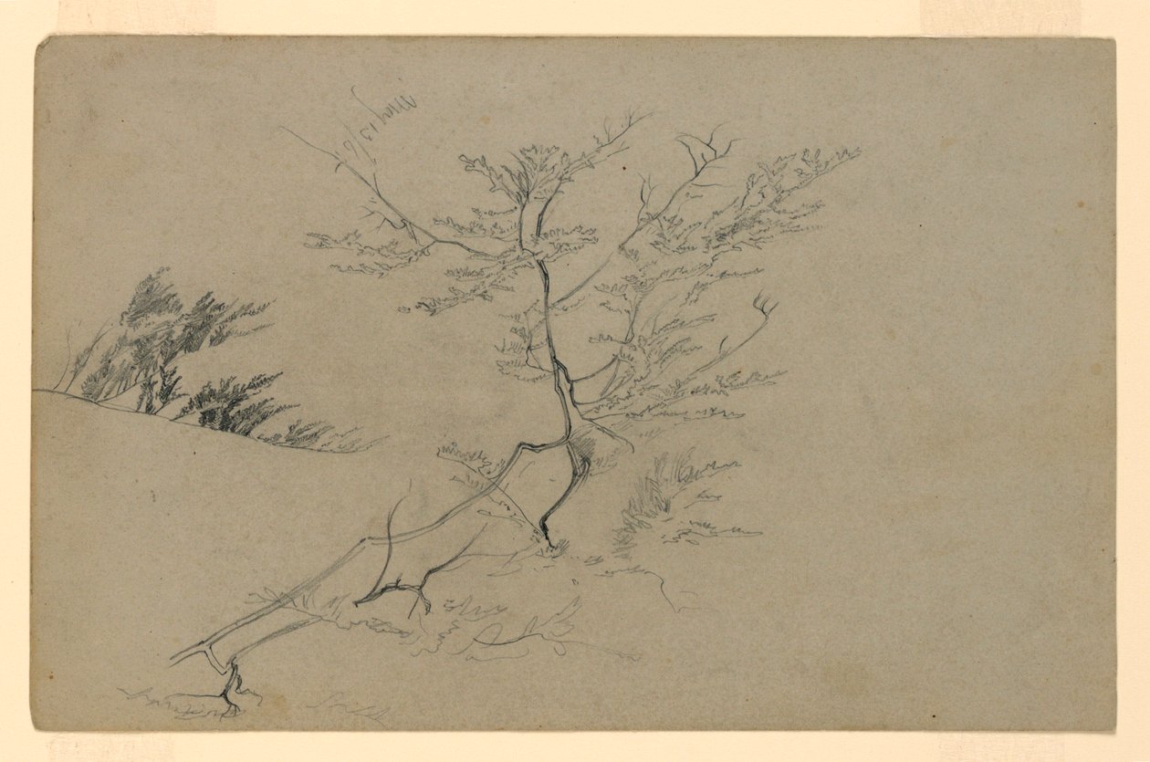 Badanie liści autorstwa William Trost Richards