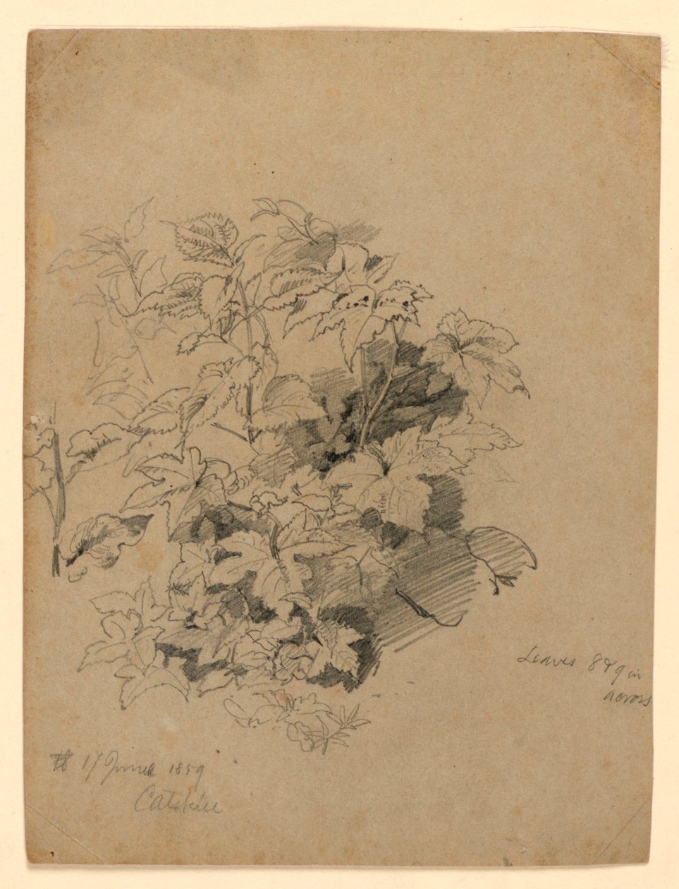 Badanie liści autorstwa William Trost Richards