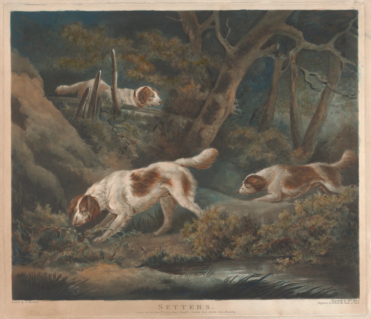[Strzelanie]: Setery autorstwa William Ward