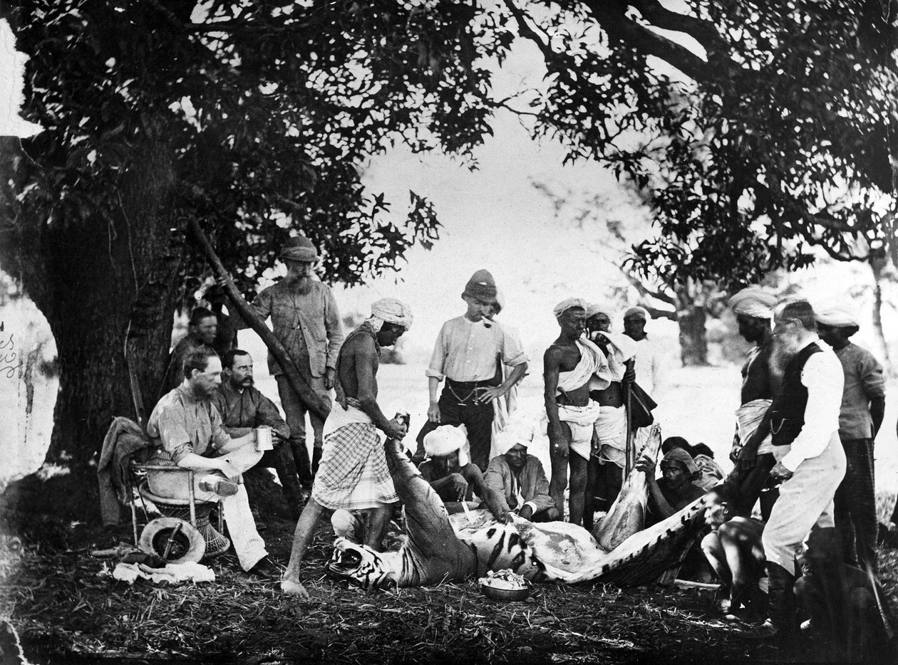 Skórowanie tygrysa, ok. 1870 r. autorstwa Willoughby Wallace Hooper