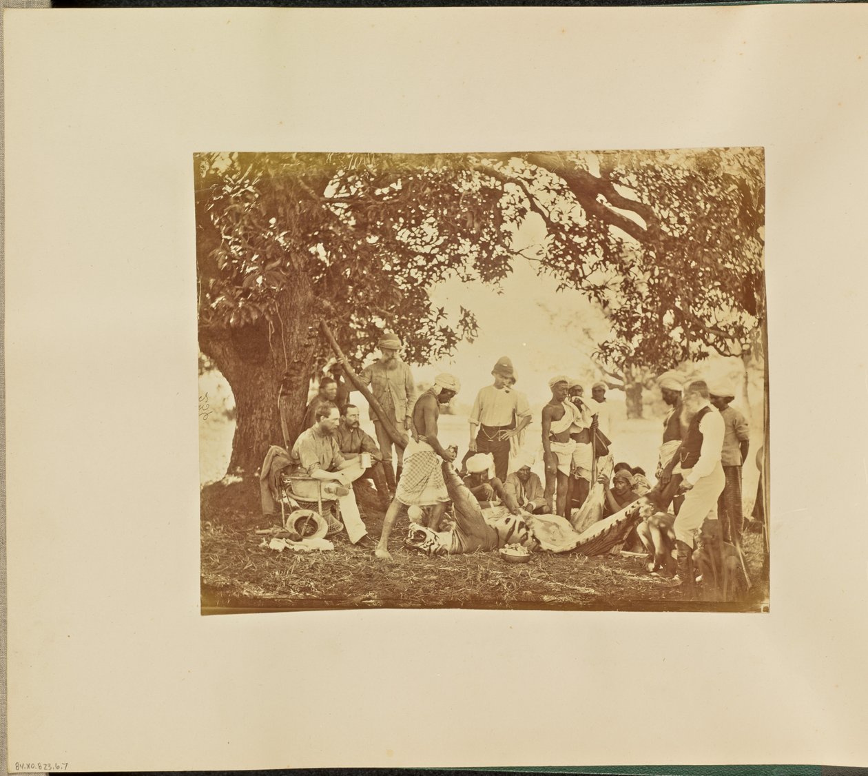 [Tusza tygrysa] autorstwa Willoughby Wallace Hooper