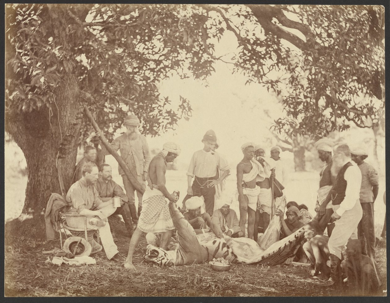 [Tusza tygrysa] autorstwa Willoughby Wallace Hooper