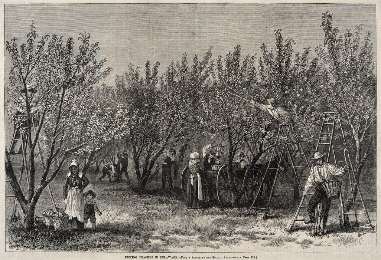 Zbieranie brzoskwiń w Delaware. autorstwa Winslow Homer