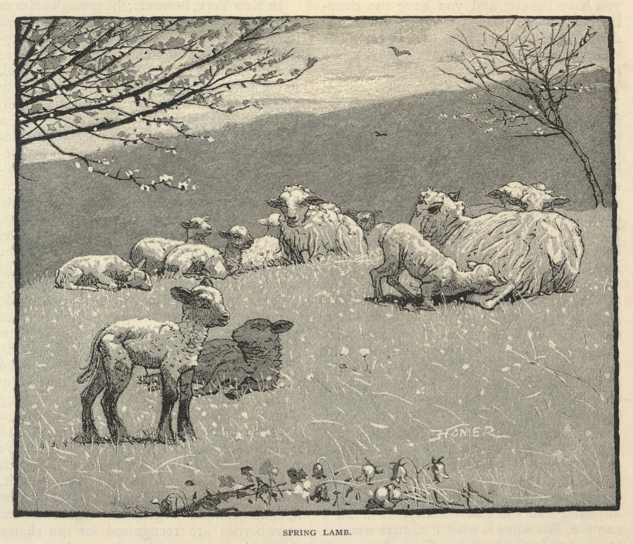 Spring Lamb, z miesięcznika Scribner