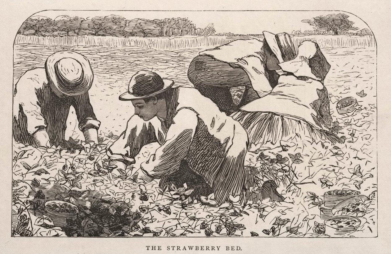 Łóżko truskawkowe, 1868. autorstwa Winslow Homer