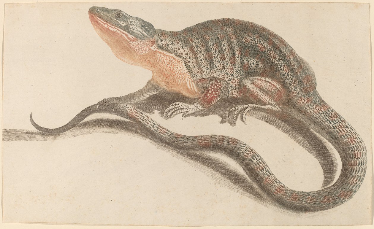 Jaszczurka, lata 1680-1690. autorstwa Workshop of Johann Teyler