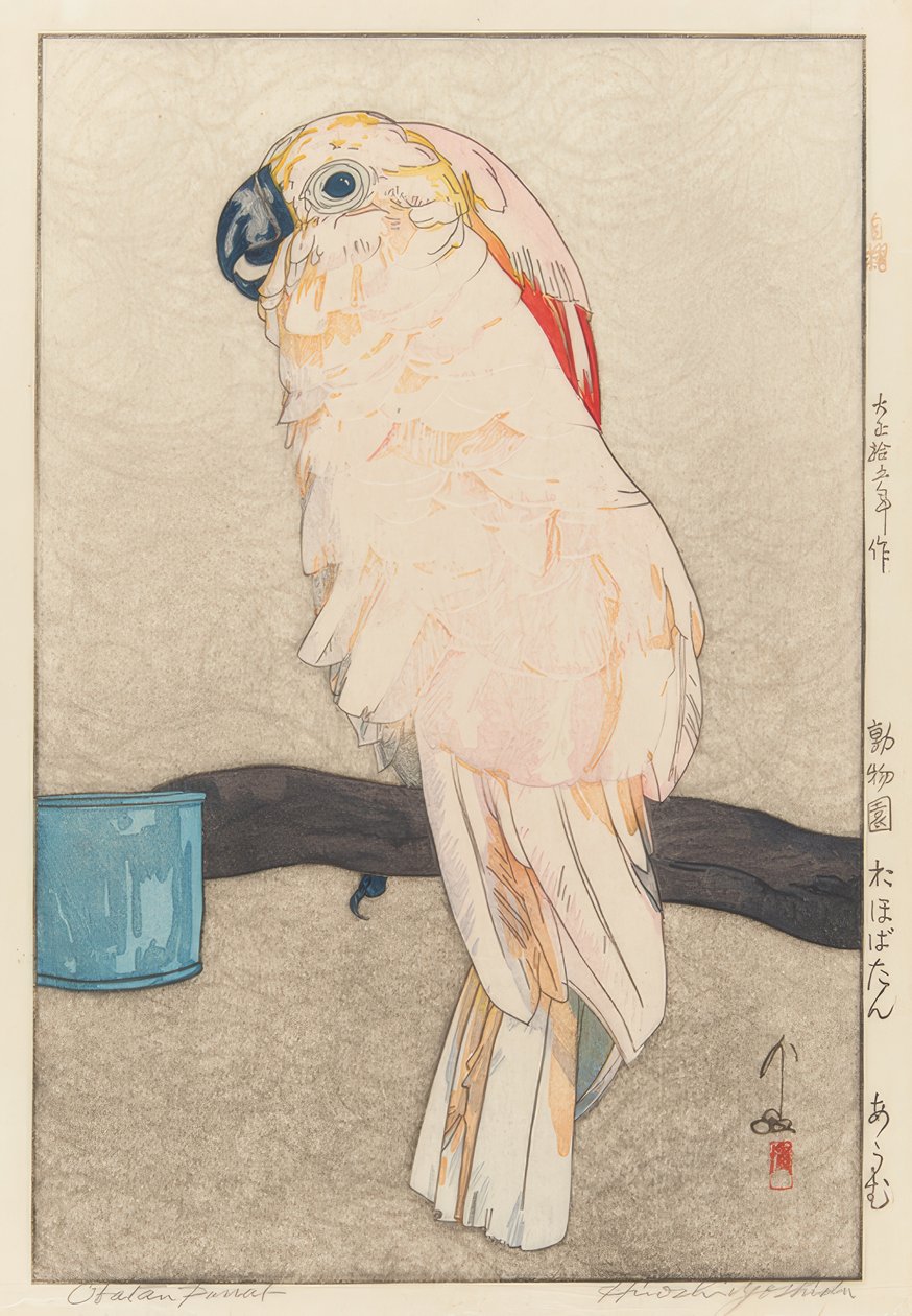 Sittich . Medycyna autorstwa Yoshida Hiroshi