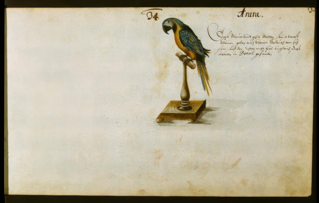 papuga autorstwa Zacharias Wagner