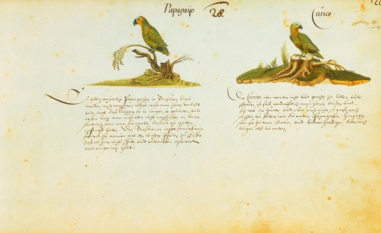 Zacharias Wagner, Papagayo / Curico autorstwa Zacharias Wagner