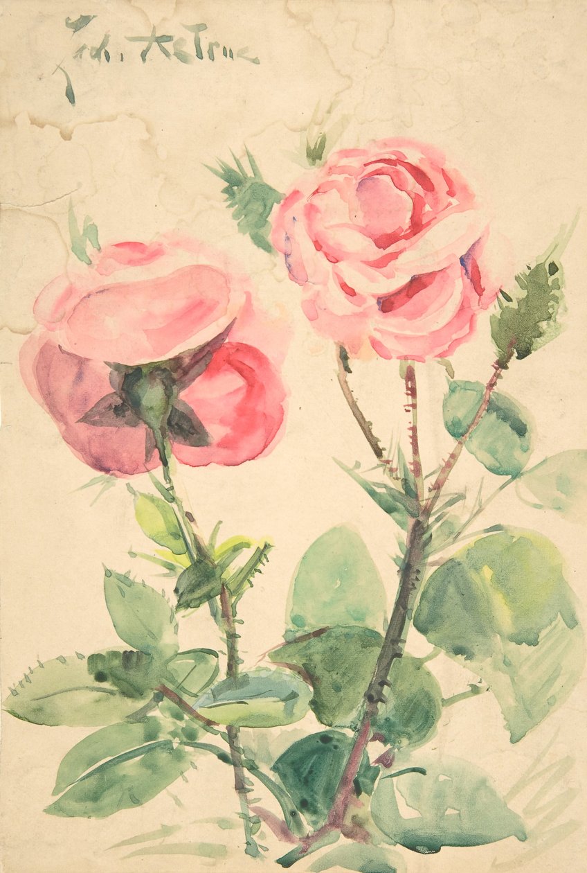 Dwie róże, ca. 1884-1904. autorstwa Zacharie Astruc