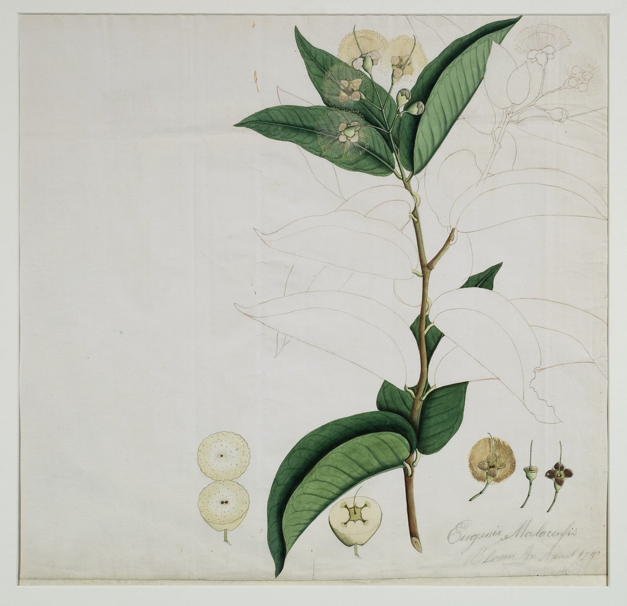 Syzygium aqueum (Бурм. f.) Alston (Усан сарнайн алим), 1787 (цаасан дээрх угаалгын өрөө)поли autorstwa Zayn al Din Zayn al Din