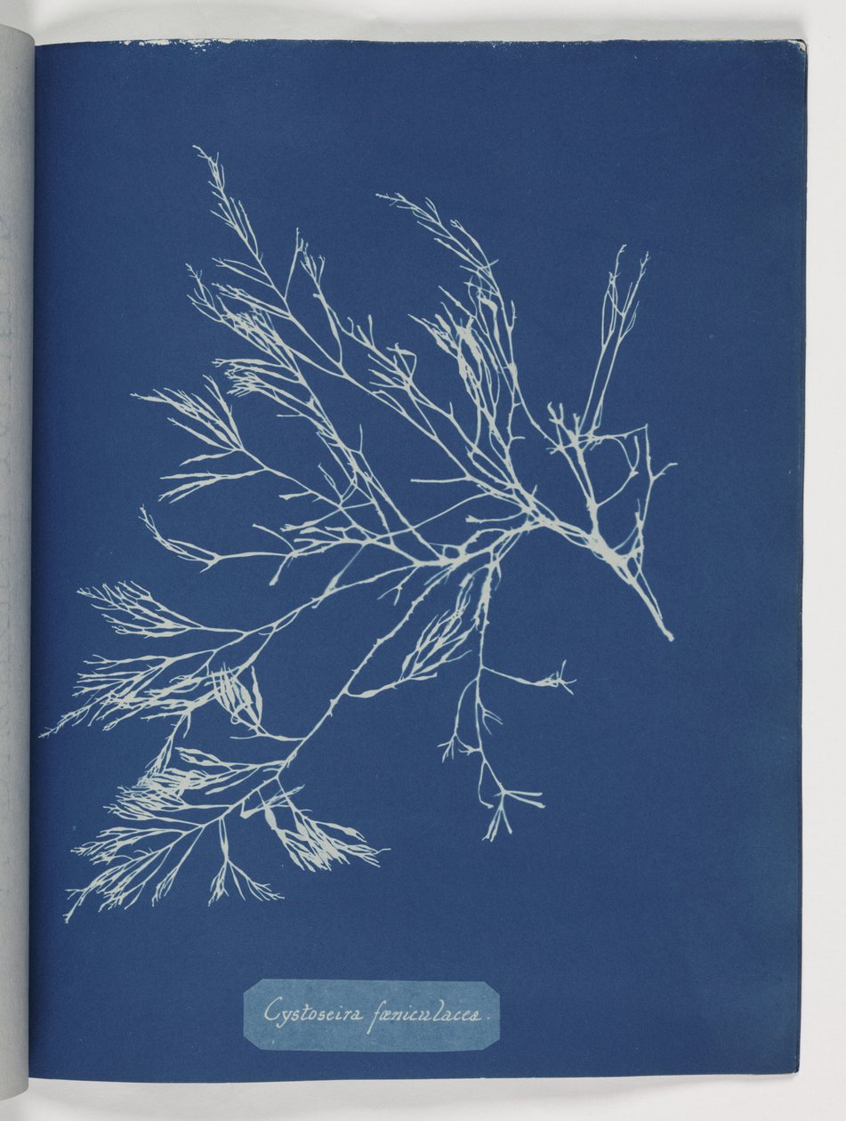 "Cystoseira foeniculacea" autorstwa Frederick (attr. to) Barnard