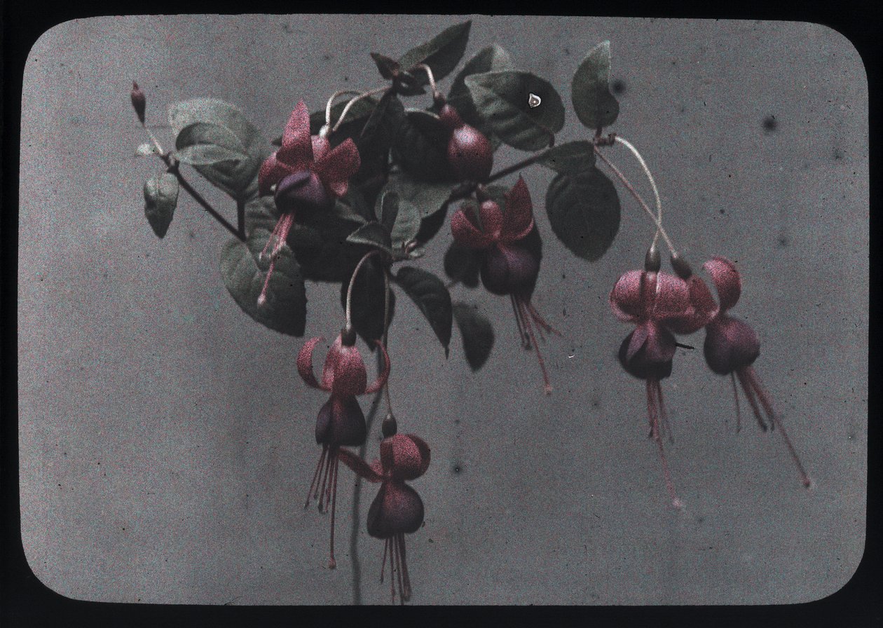 "Fuksja" autorstwa Frederick (attr. to) Barnard