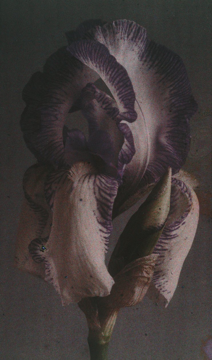 "Irys niemiecki (Iris germanica) autorstwa Frederick (attr. to) Barnard