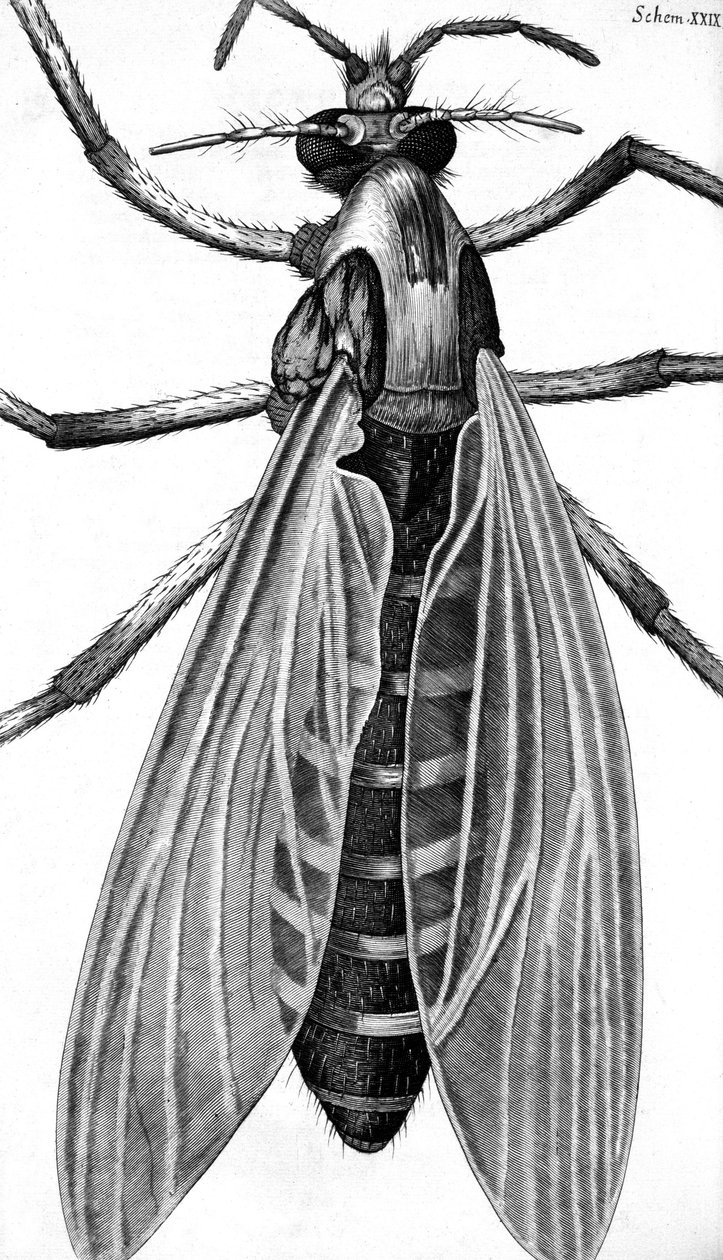 Mikroskopia autorstwa Frederick (attr. to) Barnard