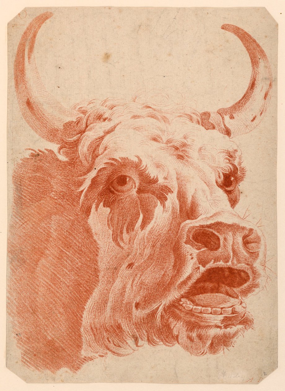 Głowa krowy autorstwa after Jean Baptiste Huet