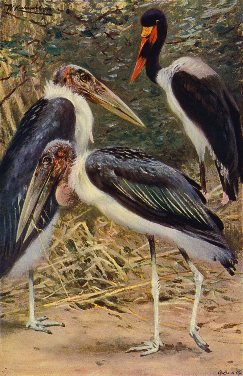 Marabut i Jabiru autorstwa after Wilhelm Kuhnert