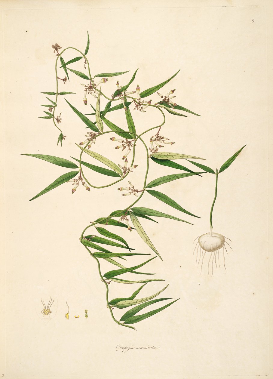 Ilustracja Ceropegia acuminata (= Ceropegia bulbosa), Apocynaceae, Asclepiadoideae autorstwa anonymus