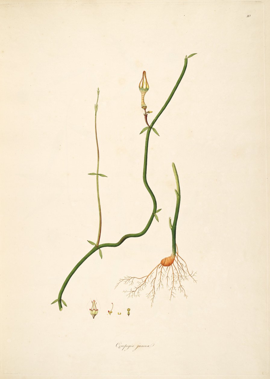 Ilustracja Ceropegia juncea, Apocynaceae, Asclepiadoideae autorstwa anonymus