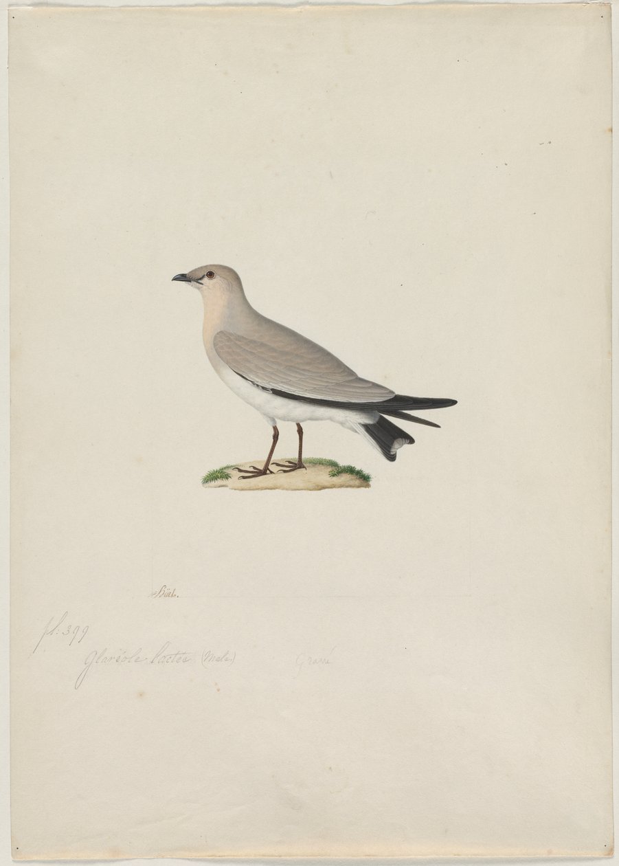 Mała Pratincole (Glareola lactea) autorstwa attributed to Paul Hüet