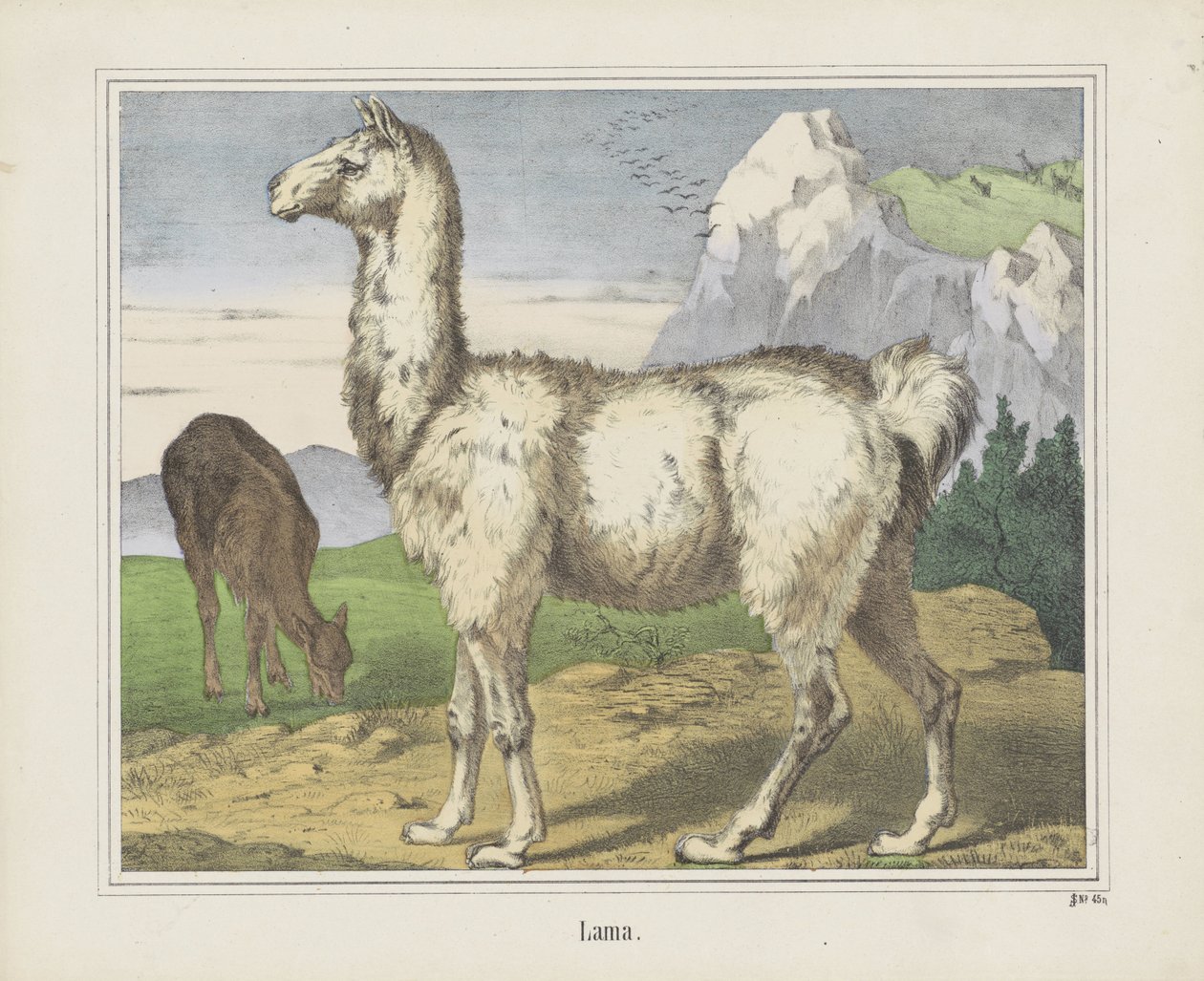 Lama (tytuł na obiekcie) autorstwa firma Joseph Scholz