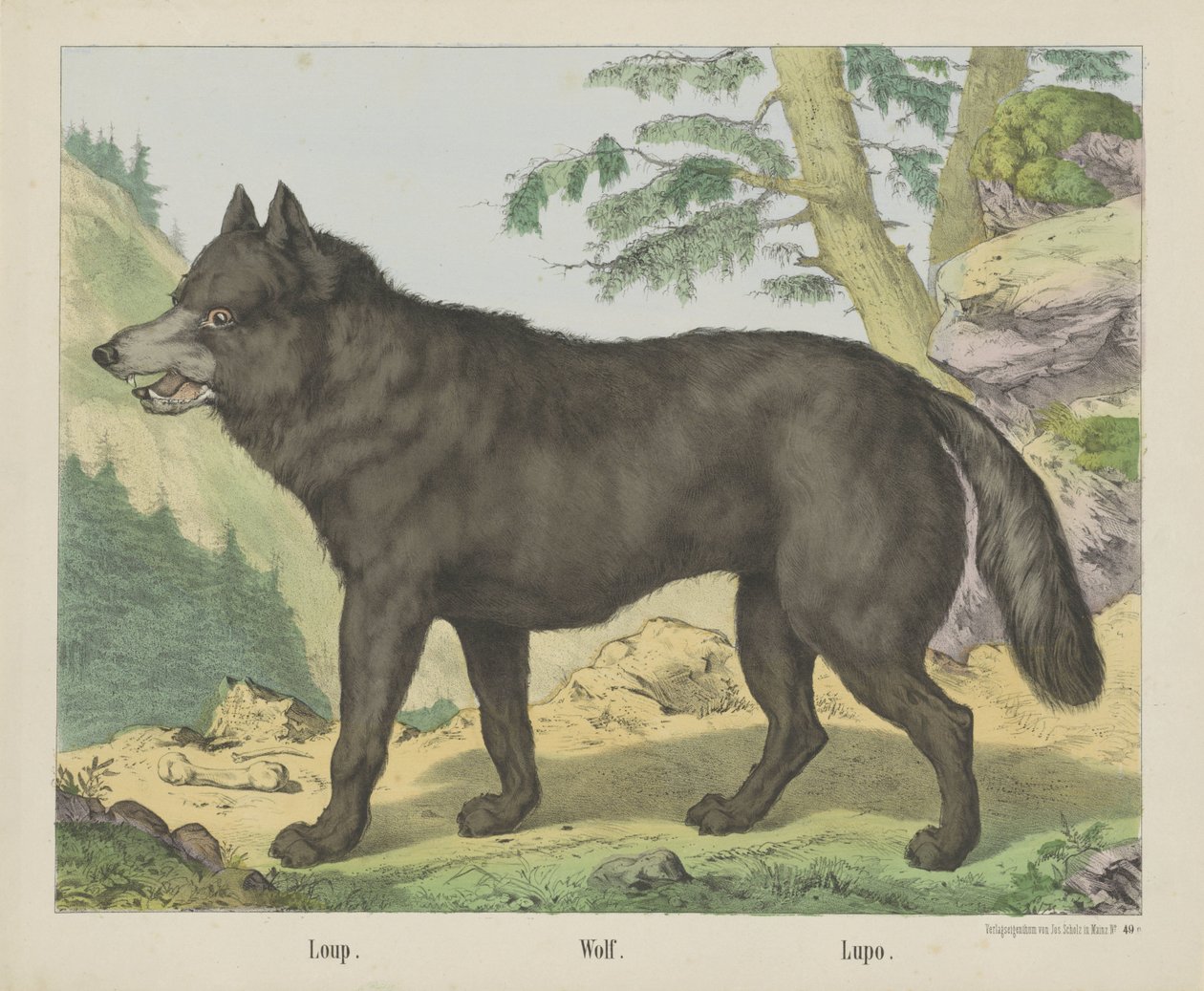 Loup. / Wilk. / Lupo (tytuł na obiekcie) autorstwa firma Joseph Scholz