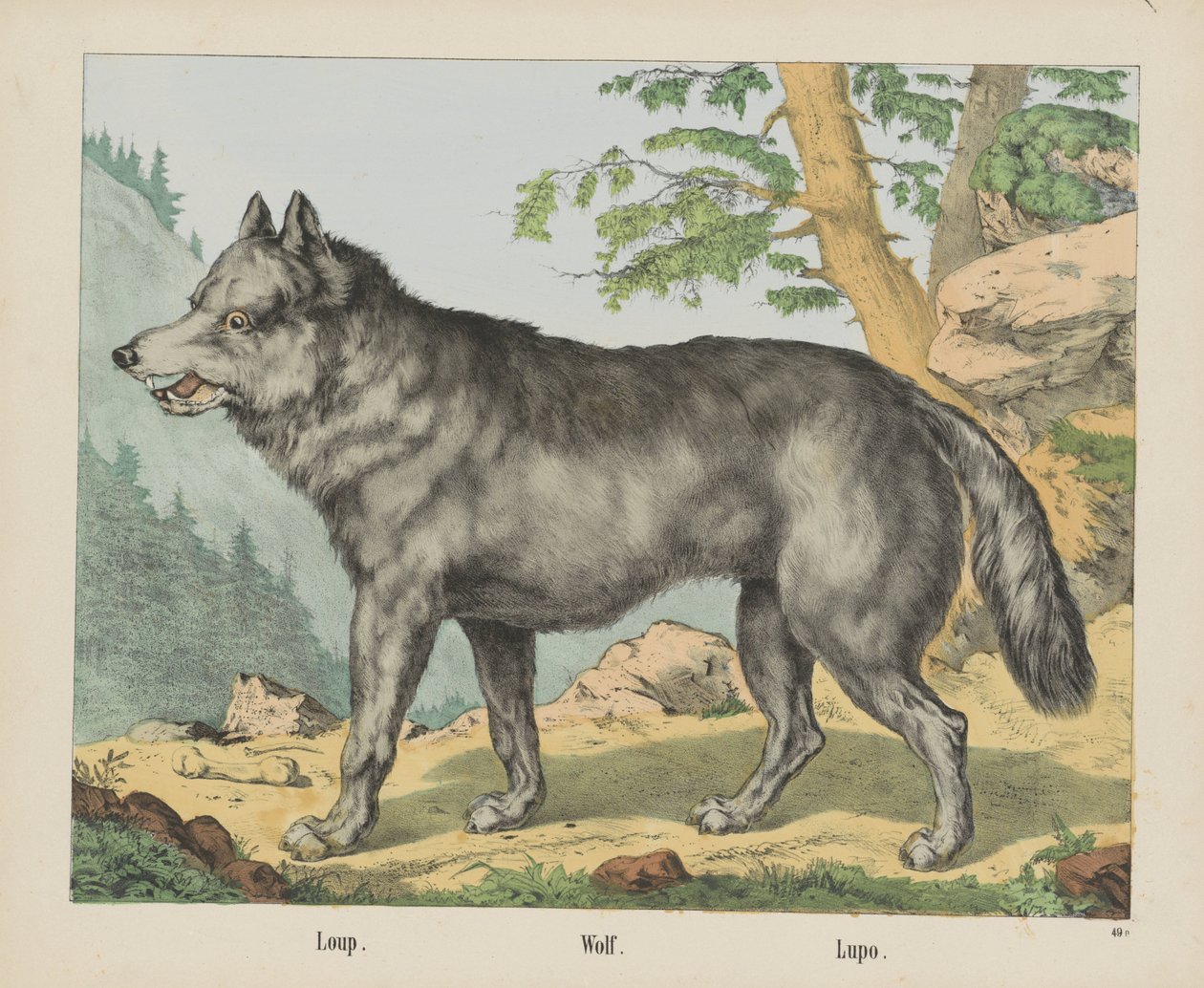 Loup. / Wilk. / Lupo (tytuł na obiekcie) autorstwa firma Joseph Scholz